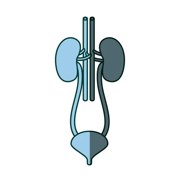 Силуэт почечной системы синего цвета с уретрой — стоковый вектор