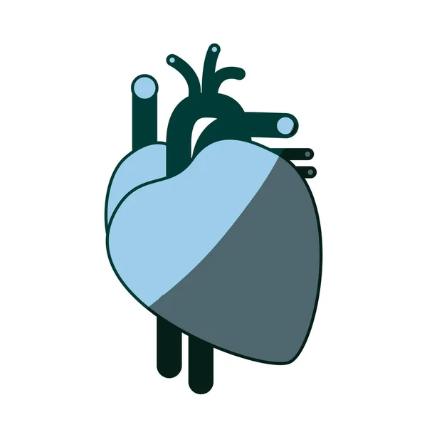 Синій колір затінення силует серцевої системи людського тіла — стоковий вектор