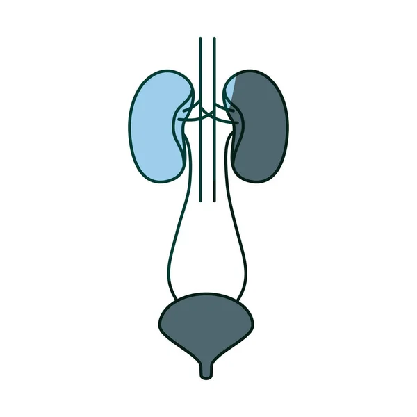 Colore blu ombreggiatura mano disegno contorno sistema renale con uretra — Vettoriale Stock