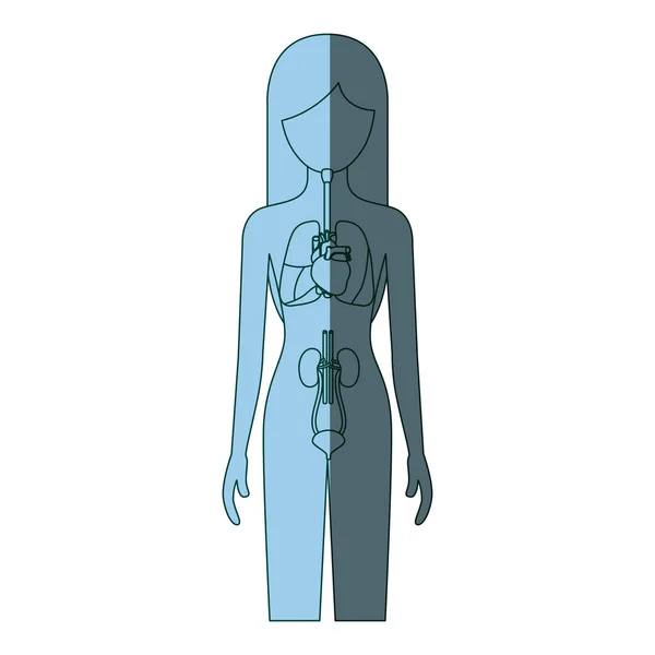 Blå färg skuggning siluett kvinnliga person med respiratoriska och nedsatt systemen i människokroppen — Stock vektor