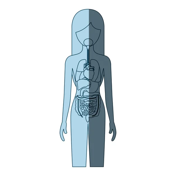 Silueta de sombreado de color azul persona femenina con sistema de órganos internos del cuerpo humano — Vector de stock