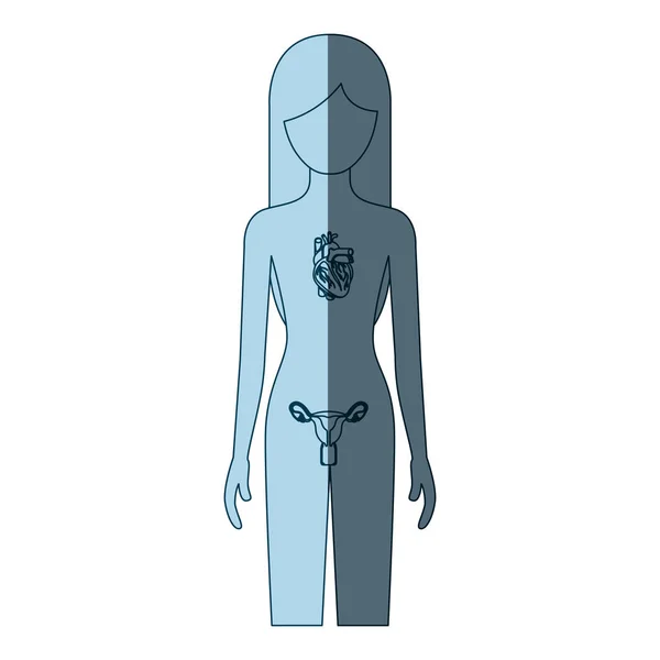 Silueta de sombreado de color azul persona femenina con sistema circulatorio y reproductivo del cuerpo humano — Vector de stock