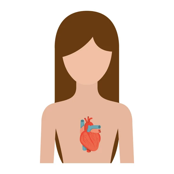Blood Circulatory Systemストックベクター ロイヤリティフリーblood Circulatory Systemイラスト ページ 14 Depositphotos