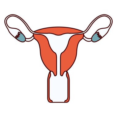 kadın üreme sistemi renk bölümleri siluet