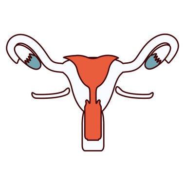 kadın üreme sistemi renk bölümleri kontur