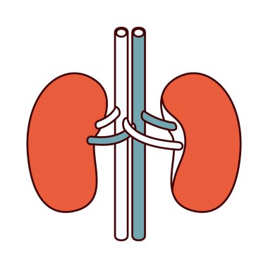 insan vücudunun renal sistem renk bölümleri siluet