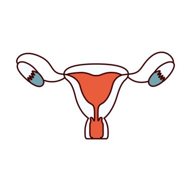 renk bölümleri basit kontür kadın üreme sistemi