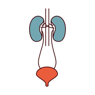 üretra ile basit kontür renal sistem renk bölümleri
