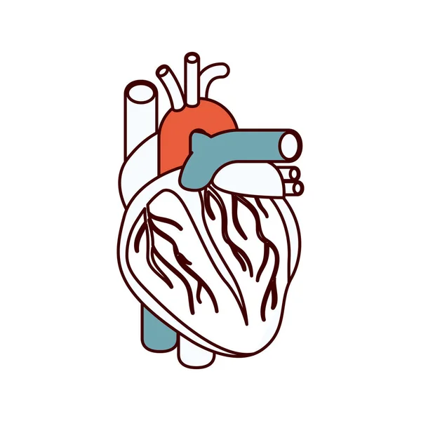 Farbabschnitte Silhouette Herzsystem menschlicher Körper — Stockvektor