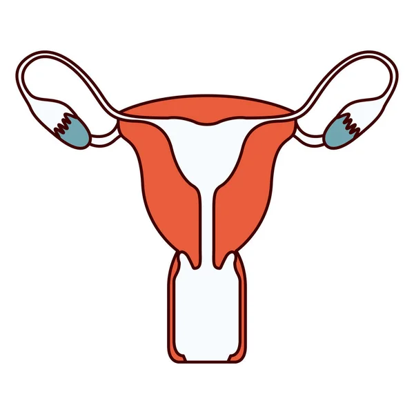 Силуэт цветовых секций женской репродуктивной системы — стоковый вектор