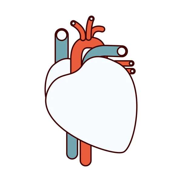 Цветные участки контурной системы сердца человека — стоковый вектор