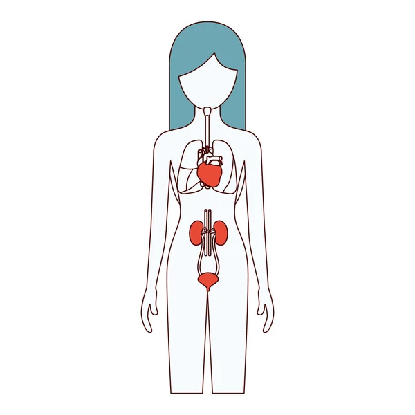 Color secciones silueta mujer persona con sistemas respiratorios y renales del cuerpo humano — Archivo Imágenes Vectoriales