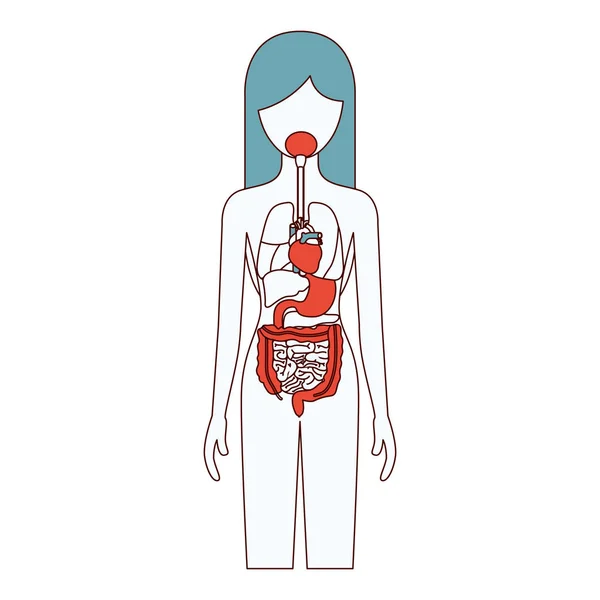 Color secciones silueta mujer persona con órganos internos sistema del cuerpo humano — Archivo Imágenes Vectoriales