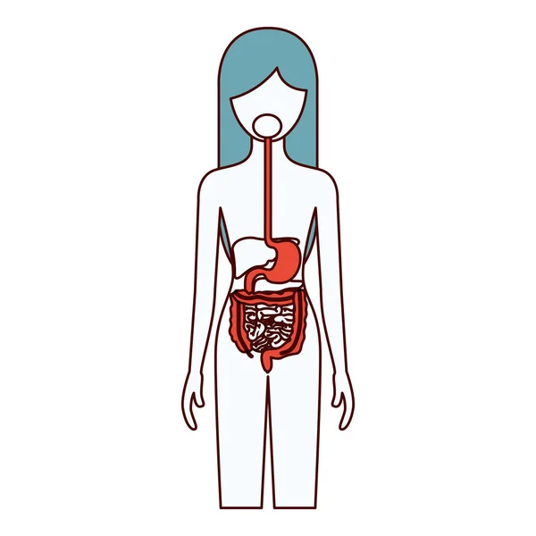 Color secciones silueta de la persona femenina con el sistema digestivo cuerpo humano — Vector de stock