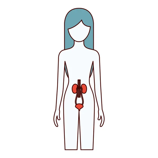 Χρώμα τμήματα σιλουέτα του θηλυκό πρόσωπο με νεφρικό σύστημα ανθρώπινο σώμα — Διανυσματικό Αρχείο