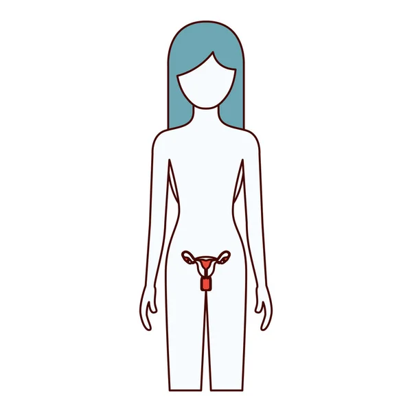 Color secciones silueta de la persona femenina con el sistema reproductivo cuerpo humano — Vector de stock