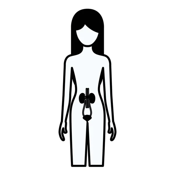 Black silhouette thick contour of female person with renal system human body — Stock Vector