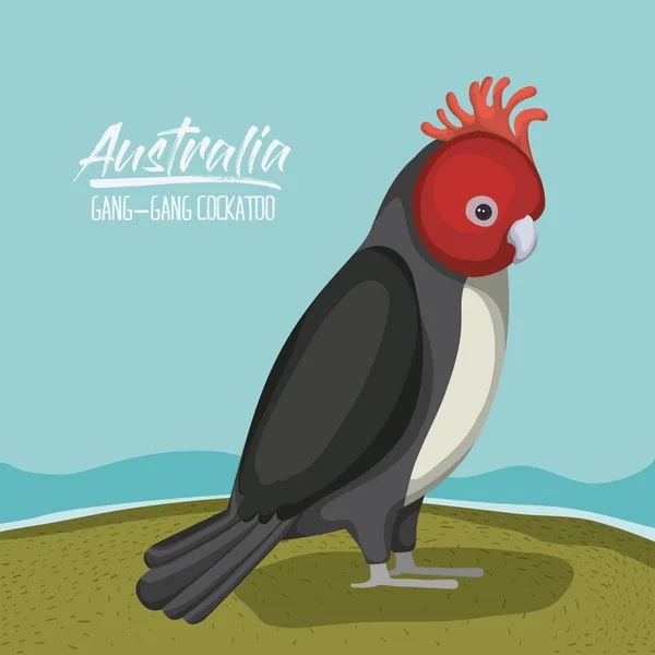 Australie gang-gang cockatoo affiche dans la scène extérieure sur silhouette colorée — Image vectorielle