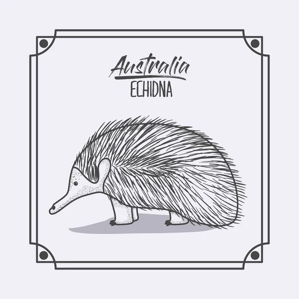 澳大利亚鼹框架和单色剪影 — 图库矢量图片