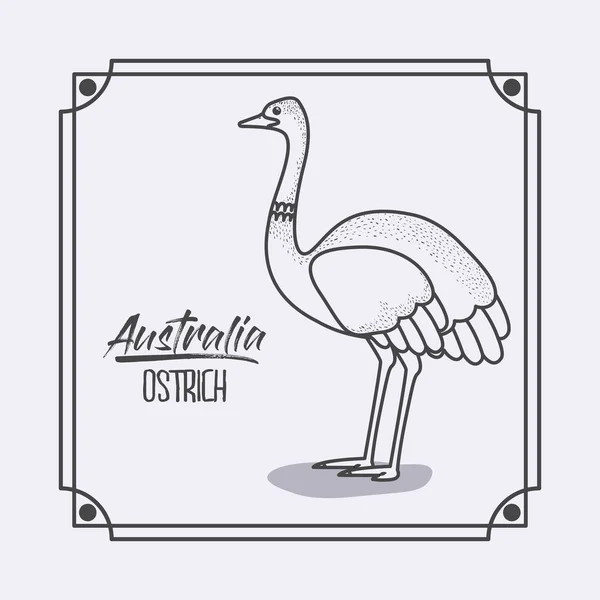 澳大利亚鸵鸟在框架和单色剪影 — 图库矢量图片