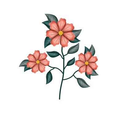 Beyaz arka planda Sardunya çiçek bitki