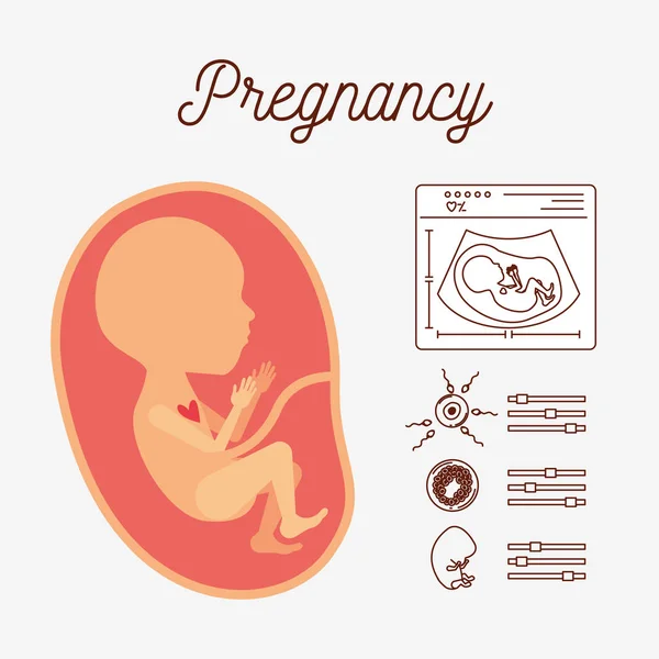 Vit bakgrund med färg siluett mänskliga foster och ikoner graviditet — Stock vektor