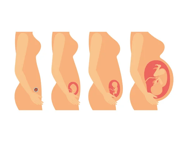 Белый фон с красочным силуэтом устанавливает процесс беременности в женском теле — стоковый вектор