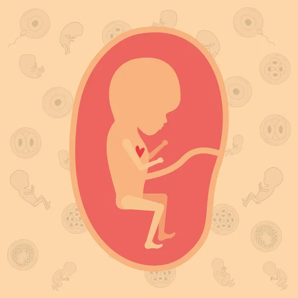 Color background pattern pregnancy icons with fetus human growth in placenta trimestrer — Stock Vector