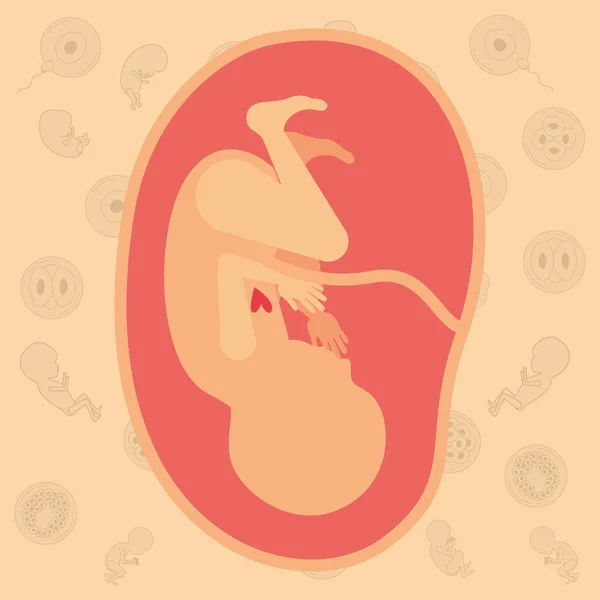 Color background pattern pregnancy icons with fetus human growth in placenta ninth week — Stock Vector