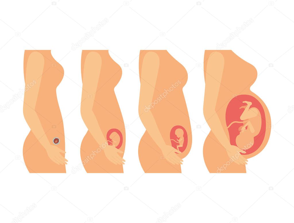 white background with colorful silhouette set pregnancy process in female body