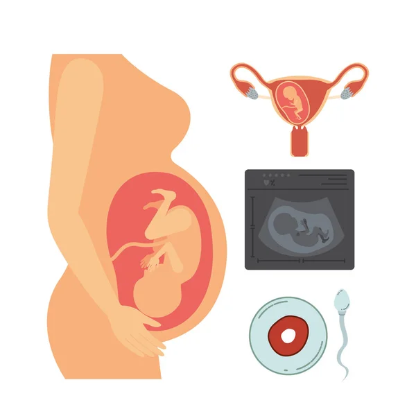 Vit bakgrund med silhouette graviditet process i kvinnokroppen och ikoner — Stock vektor