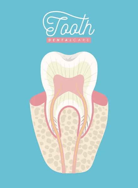 Anatomie dentaire soins dentaires sur affiche couleur — Image vectorielle