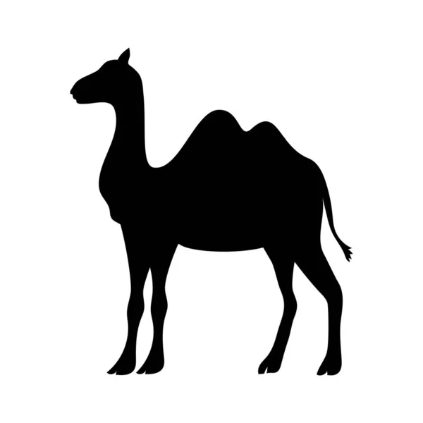 Lindo camello pesebre animal carácter — Vector de stock