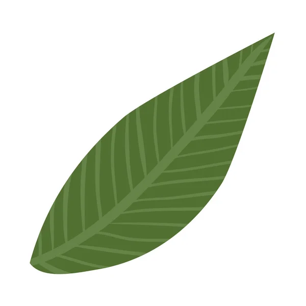İzole edilmiş yaprak ikonu vektör tasarımı — Stok Vektör