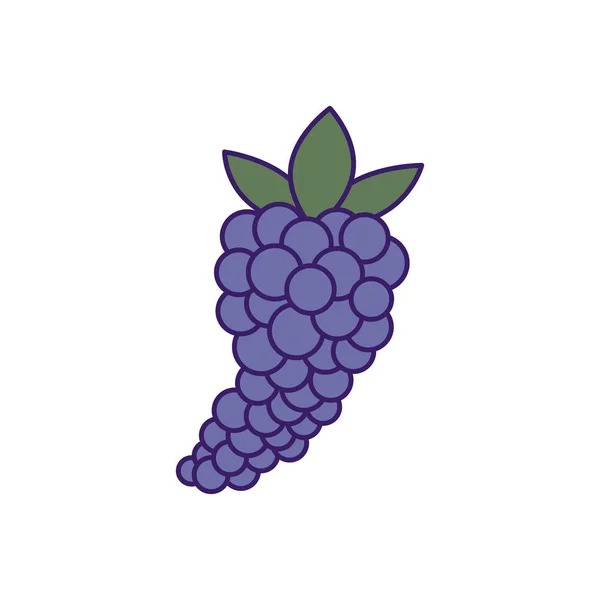 Diseño vectorial de relleno de fruta de uvas aisladas — Vector de stock