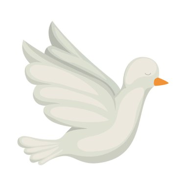 İzole güvercin kuş vektör tasarımı