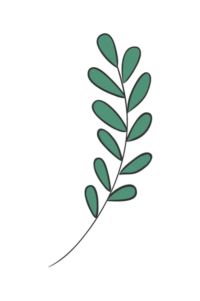 Diseño de vectores de plantas de hoja aislada — Vector de stock