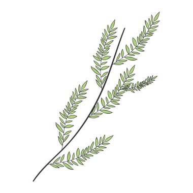 İzole edilmiş yaprak bitki vektör tasarımı