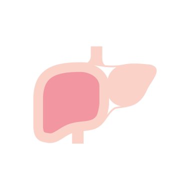 İzole karaciğer ikonu vektör tasarımı