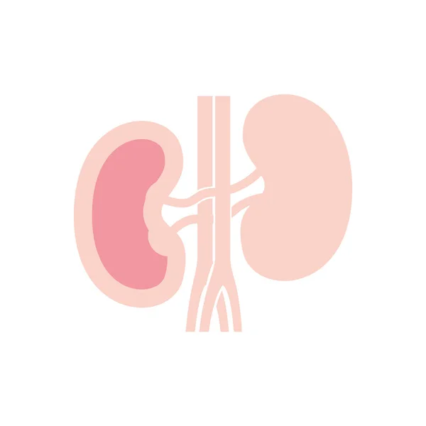 Isolated kidneys icon vector design — Stock Vector