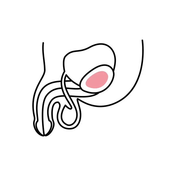 Isolated male reproductive system icon vector design — Stockvector