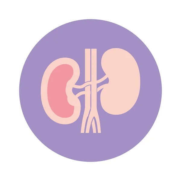 単離された腎臓アイコンベクトル設計 — ストックベクタ