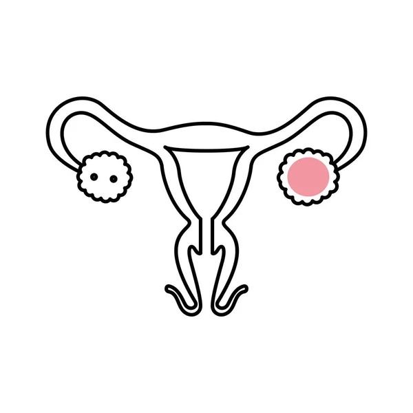 Diseño vectorial aislado del icono del sistema reproductor femenino — Archivo Imágenes Vectoriales