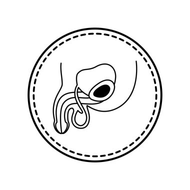 Isolated male reproductive system icon vector design