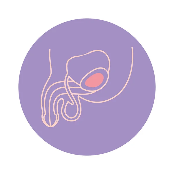 Design de vetor ícone do sistema reprodutivo masculino isolado — Vetor de Stock