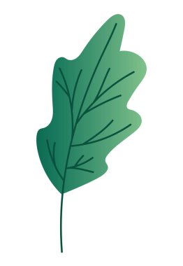 İzole edilmiş doğal yaprak vektör tasarımı