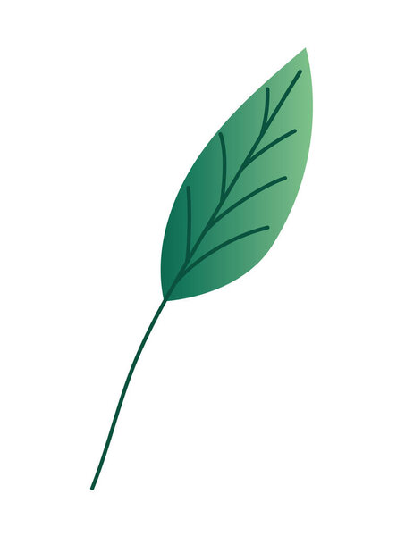 Isolated natural leaf vector design