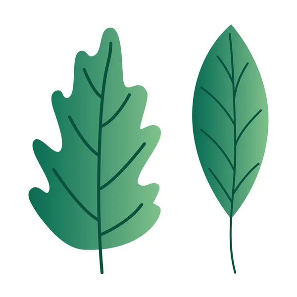 Isolated natural leaves vector design — Stock Vector