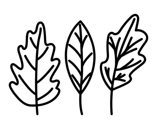 Isolierte natürliche Blätter Vektor-Design — Stockvektor