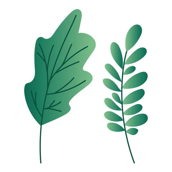 Diseño vectorial de hojas naturales aisladas — Archivo Imágenes Vectoriales